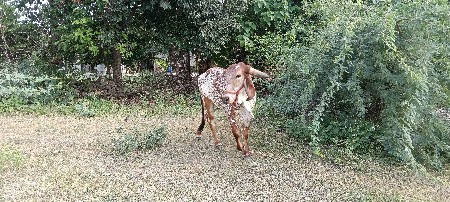 ગાય ના સાટા કરવા ના છે