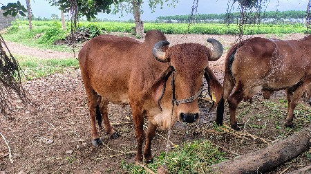 ગીર ગાય વેચવાની છે