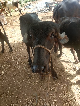3 પાડી વેચવાની છે