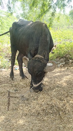 બે ખડેલા વેચવાના છે