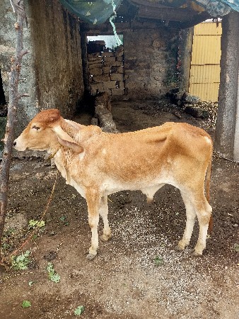 સુવર્ણ કપિલો વાછડો