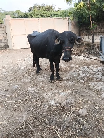 ખડાય વેસ્વાની સે