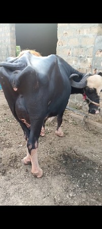 ભેંસ વેચવાની છે