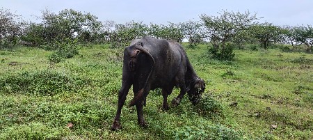 ભેશ વેચવાની છે.