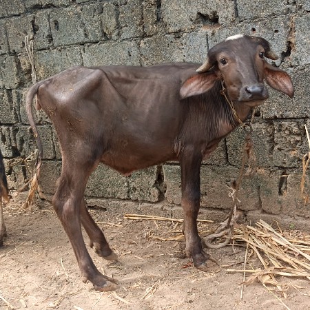 પાડી
