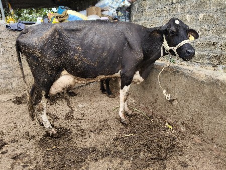 hf ગાય