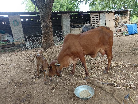 ગાય વેચવા ની છે