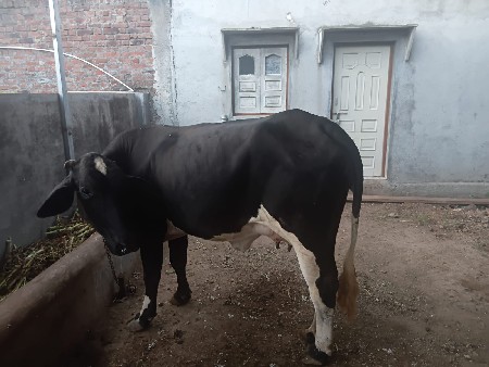 એક ભેસ અને એક જરસી ગાય છે
