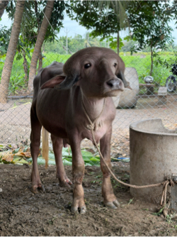 જાફરાબાદી ઓરિજિનલ બ્રીડ