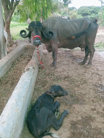 ભેંશ વેચવાની છે