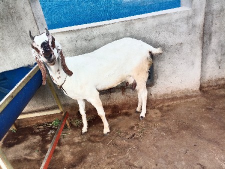 બકરી