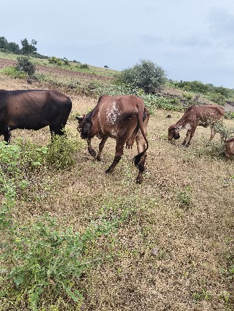 દુધ 2,,50,,કરેસે