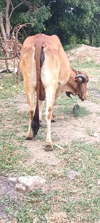 ગાય વેચવાની છે