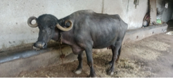 ભેંસ વેચવાની છે 5 મહિનાની ગાભણી