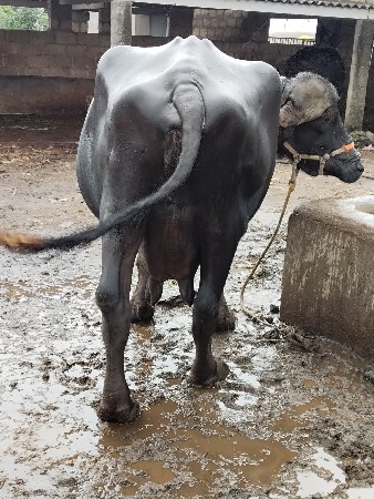 ભેંસ વેચવાની છે