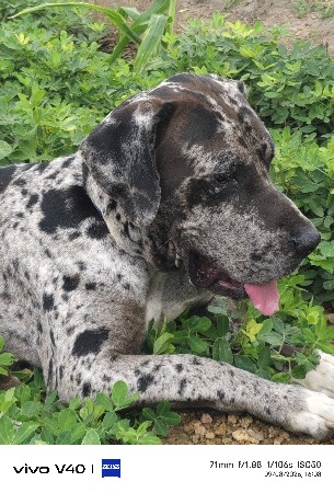 gretden dog miting mate