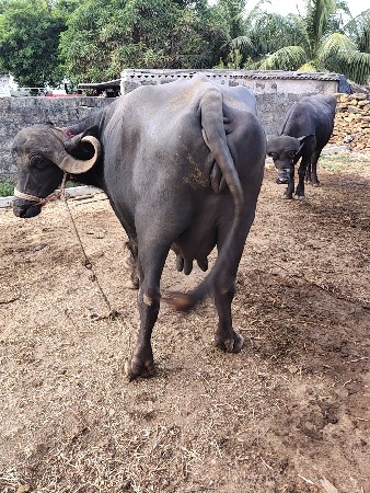 વેચવાની છે