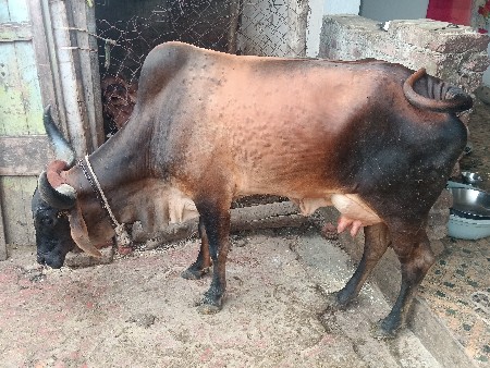 અર્જુન ગોલતર