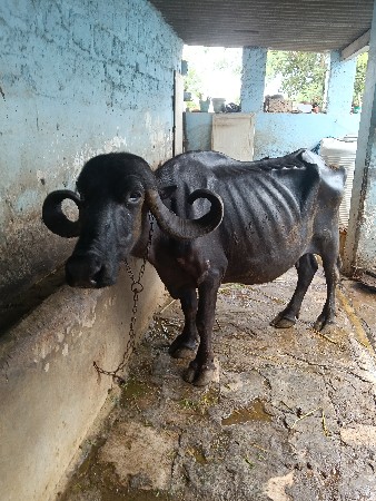 ભેંશ વેચવાની છે