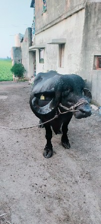 ભેંસ વેચવાની છે
