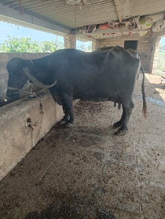 વેચવાની