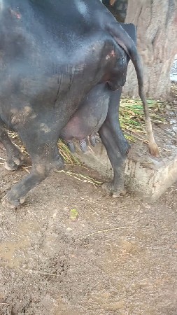 ત્રણ દિવસની કાચી
