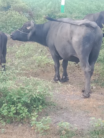 પાડો