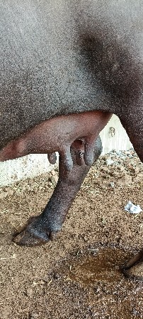 ભેંસ વેચવાની છે