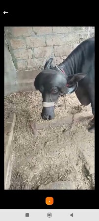 ભેંસ વેચવાની  છે