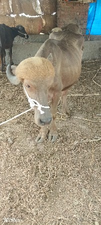8 ખડેલા 1 પાડો 2 ભેંસો