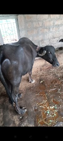 ખડેલી3વરસની