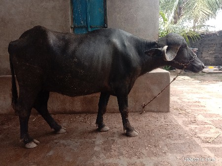 પેલ વેતરુ ખડેલૂ વેચવાનું છે.