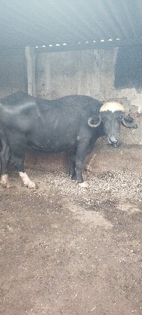 ભેંસ વેચવાની છે