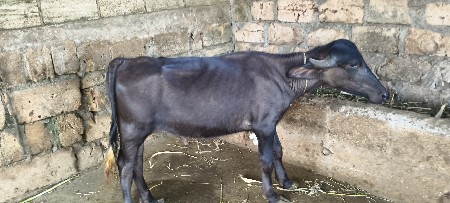 પાડો વેચવાનો છે