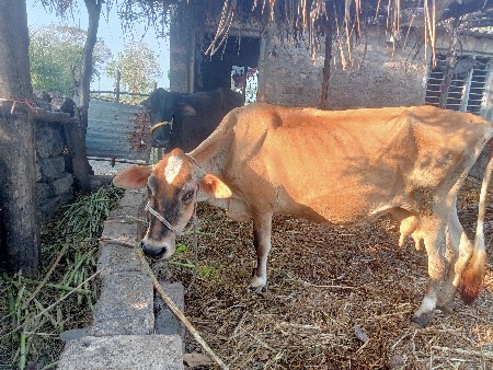 hf ગાય