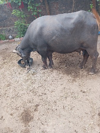 ભેસ વેચવાની છે  9723871292
