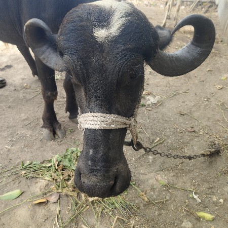 ભેંસ વેચવાની છે