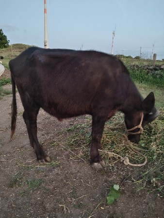 ખડેલી દેવી છે