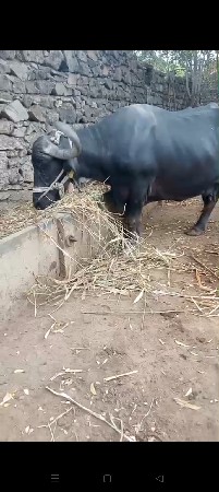 2 વેચવાની સે