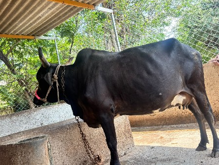 જરશી કોસ હોડકી વેચવાની છે