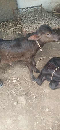ભેંસ વેચવાની છે