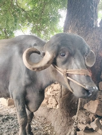 vechvani che