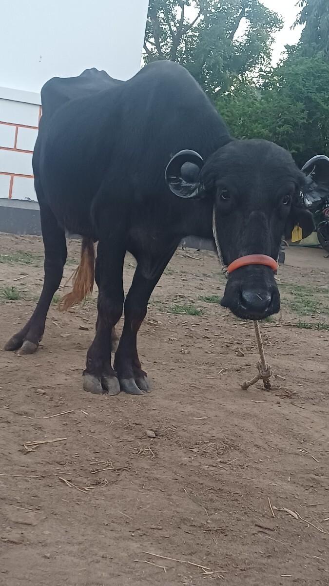ભેષ વેસવાની છે