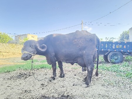 વૅસવાની છૅ