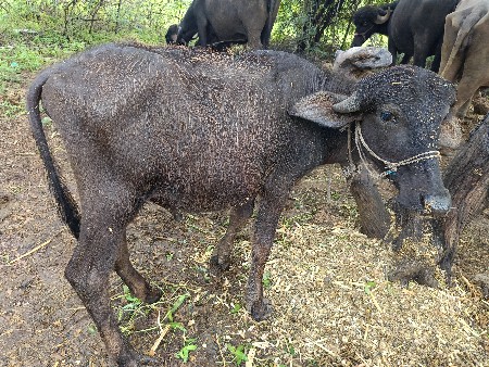 8. મહિનાનો પાડો વેચવાનો છે