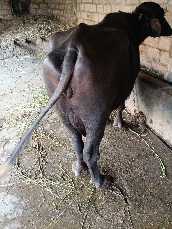 ભેંસ વેચવાની છે