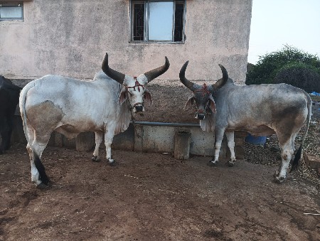 બઙદ વેચવાના છે