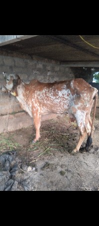 ગાય દેવાની હોય તો