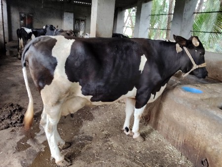 ગાય વેચવાની છે