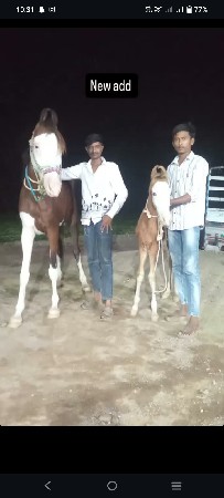 ઘોડી વેચવાની છે